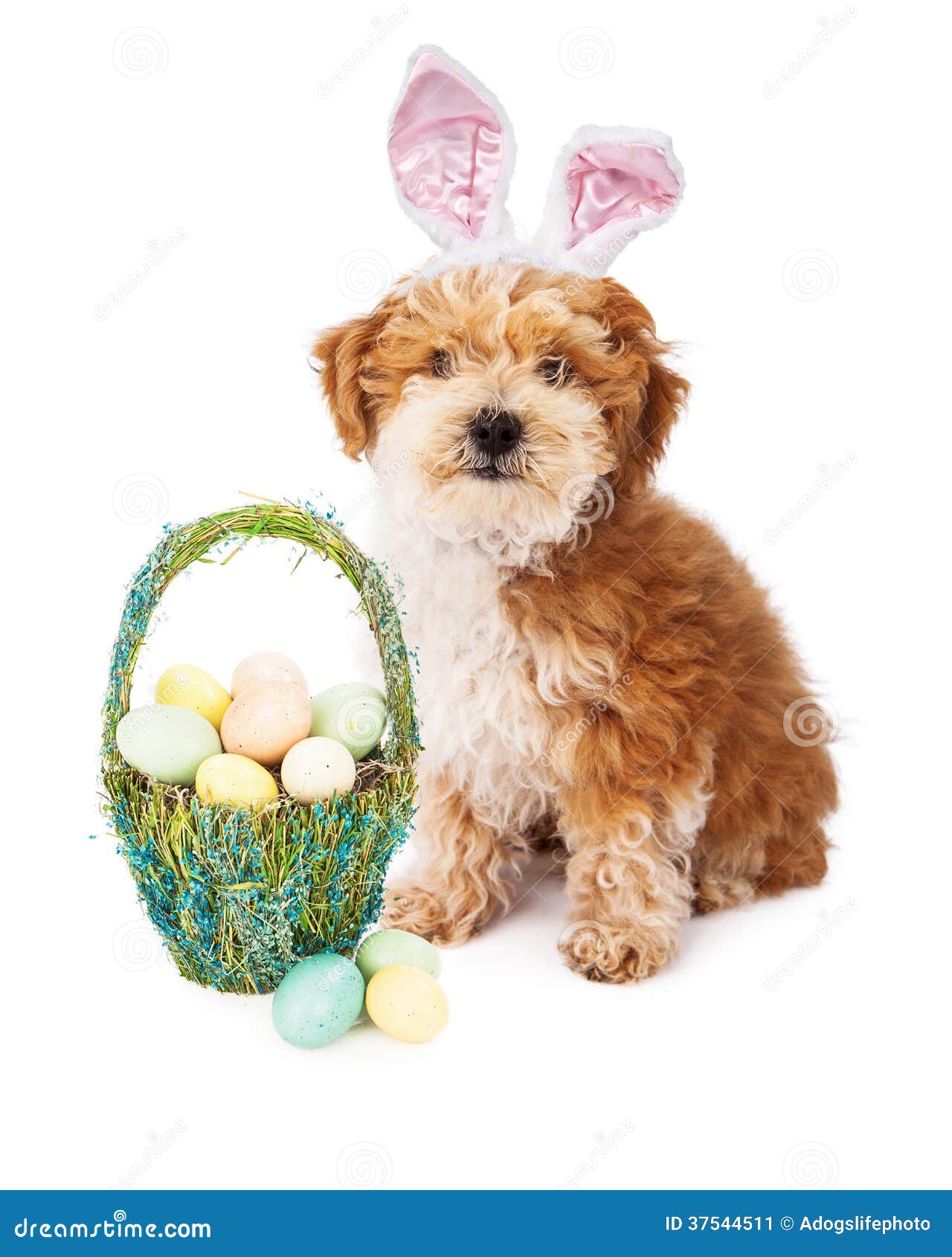 Havanese Puppy Easter Bunny Stock Image Image of decoration, fuzzy