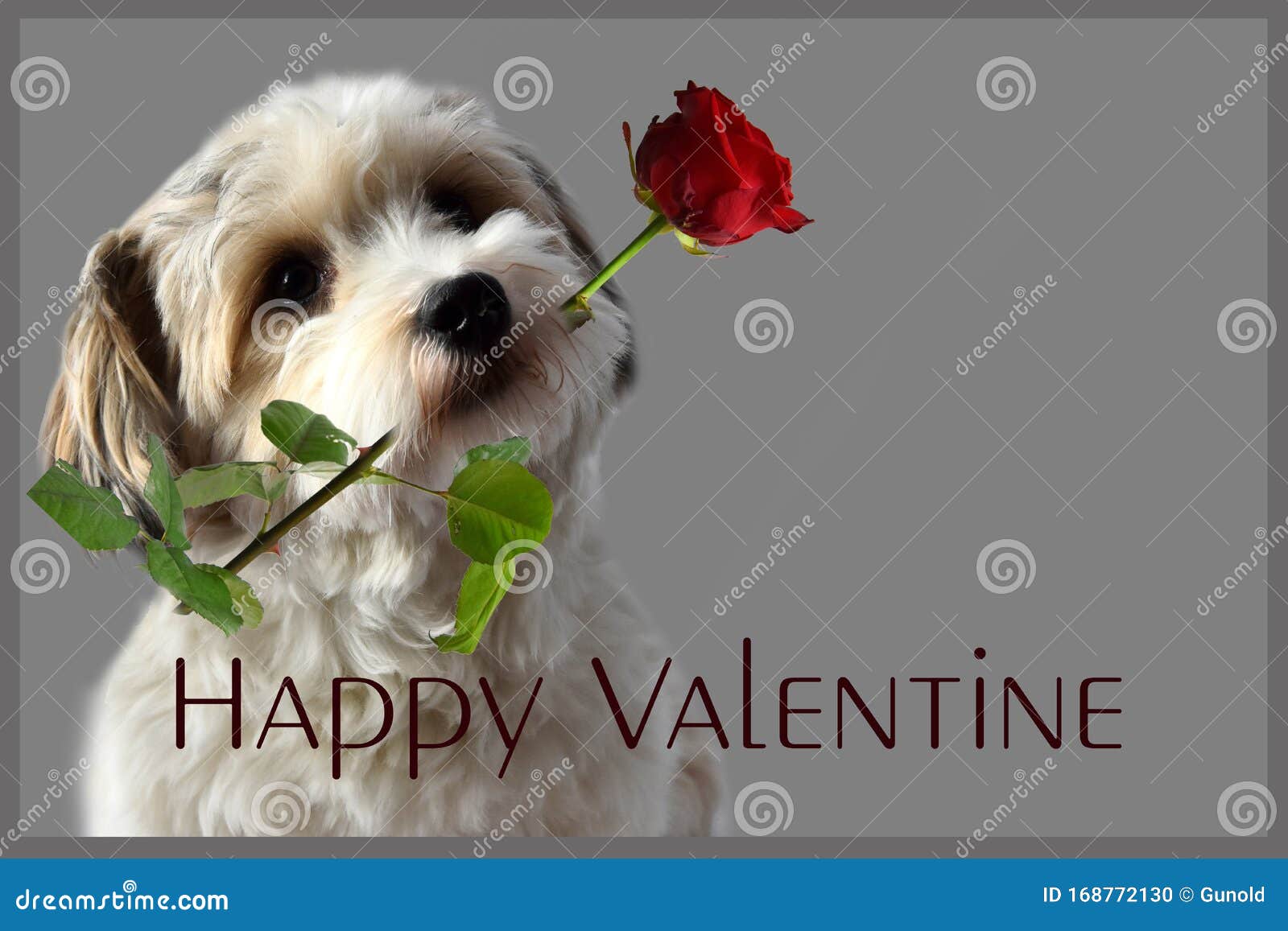 happy valentine. havanese puppy with rose in his snout