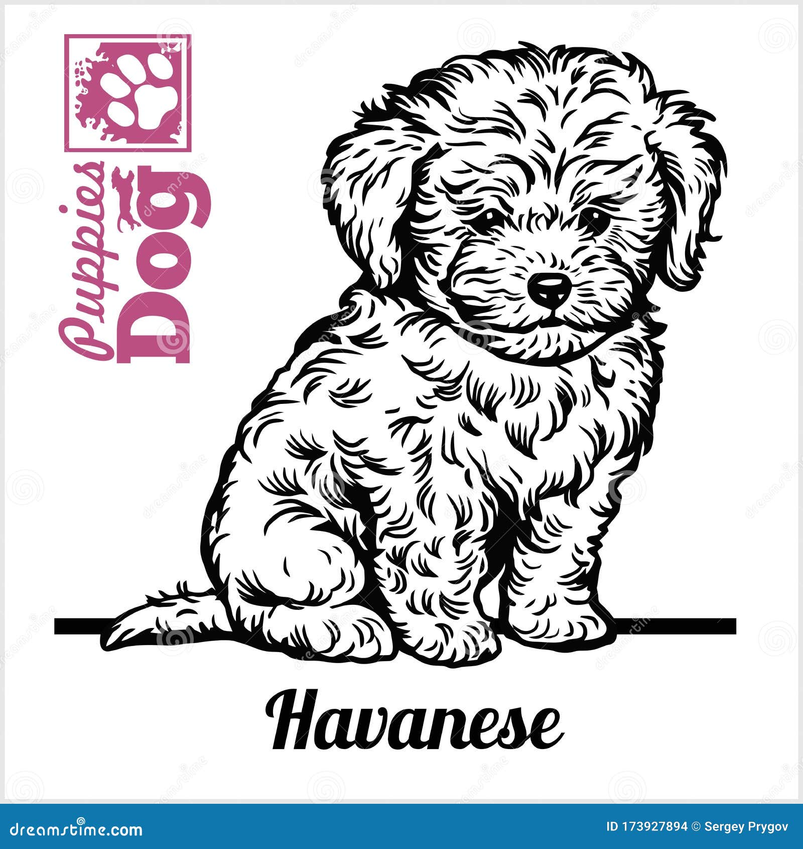 free havanese puppies