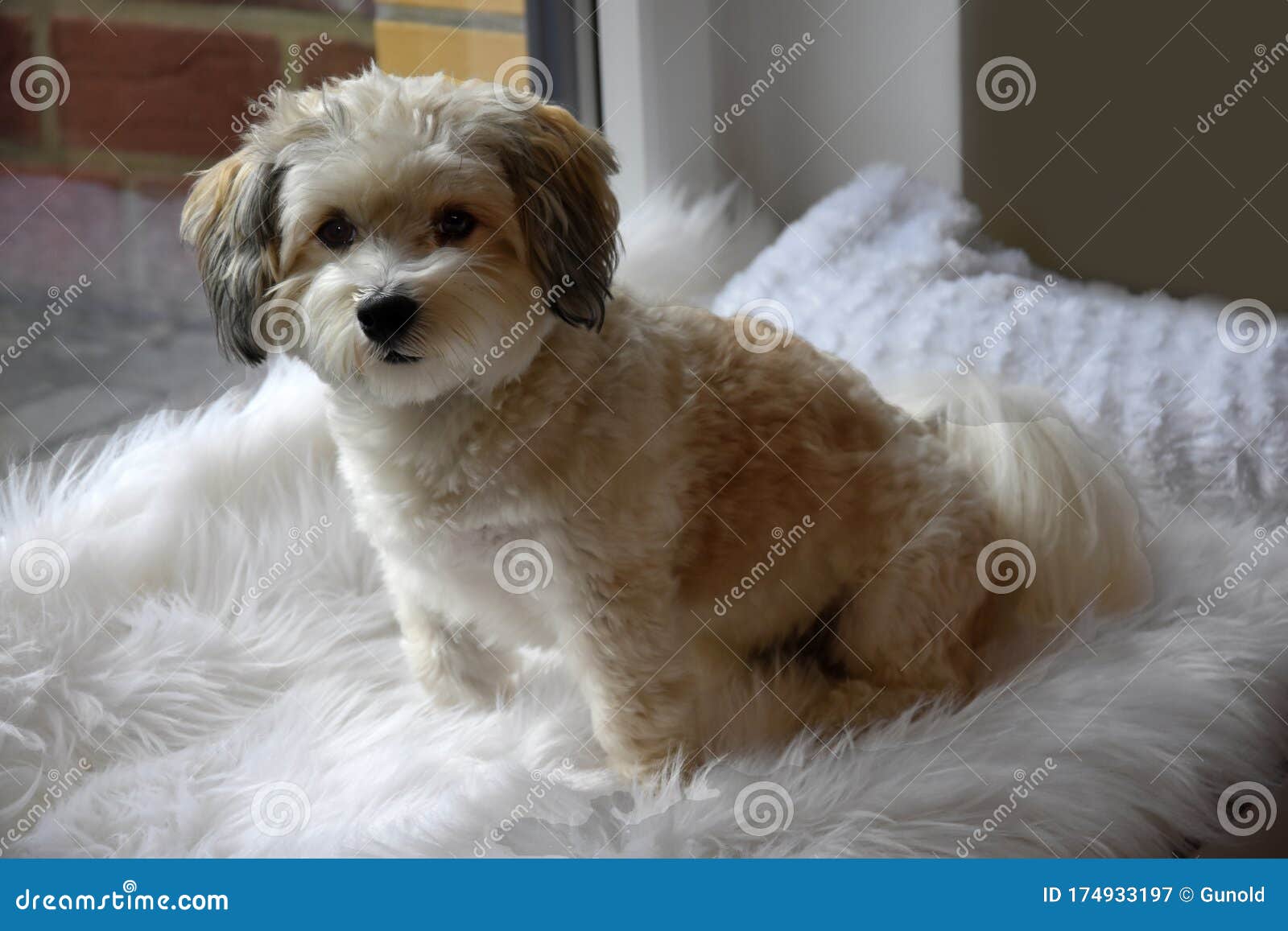 Havanese Sitting on White Plush Blanket Stock Image - Image of attention, animal: 174933197 Havanese Sitting on White Plush Blanket Stock Image - Image of attention, animal: 174933197