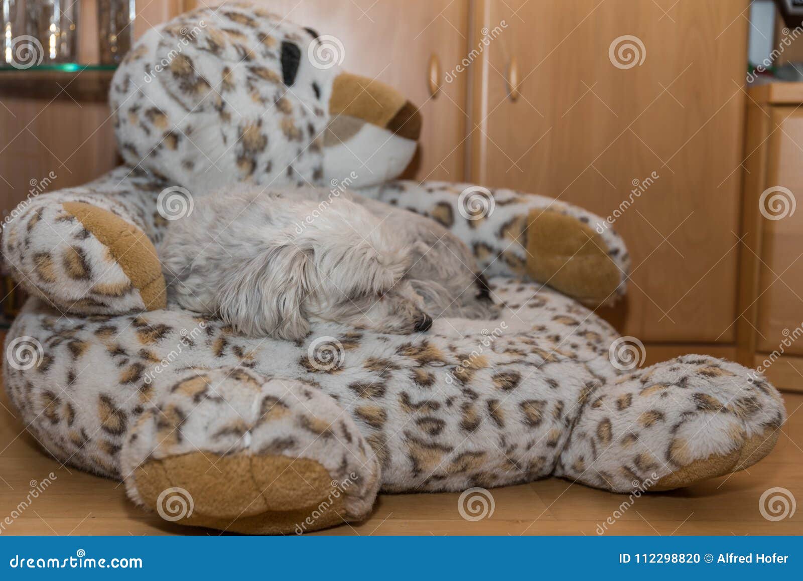 Havanese Sleeps on Stuffed Animal Stock Photo Image of space, soft