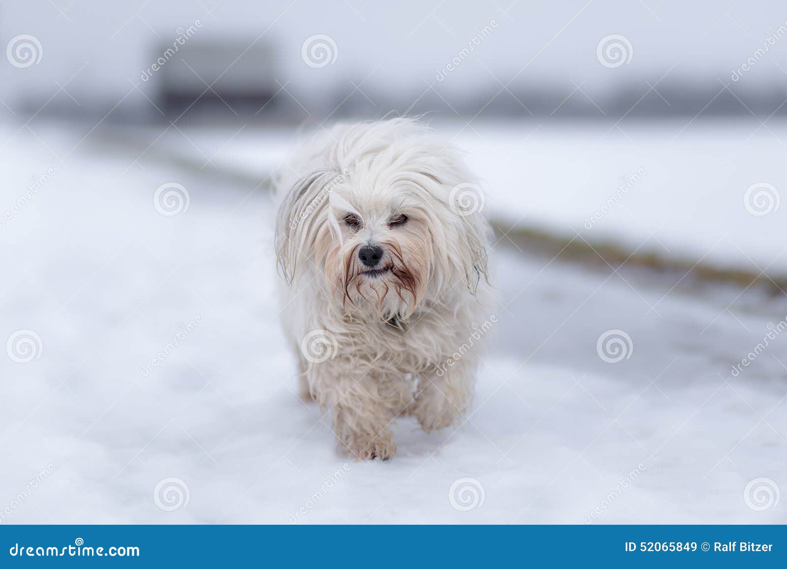 Havanese в снеге стоковое изображение. изображение насчитывающей