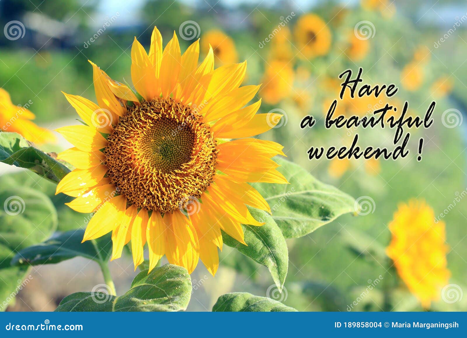 have a beautiful weekend. card and greeting weekend concept with beautiful sunflower blossom in the summer or spring season.