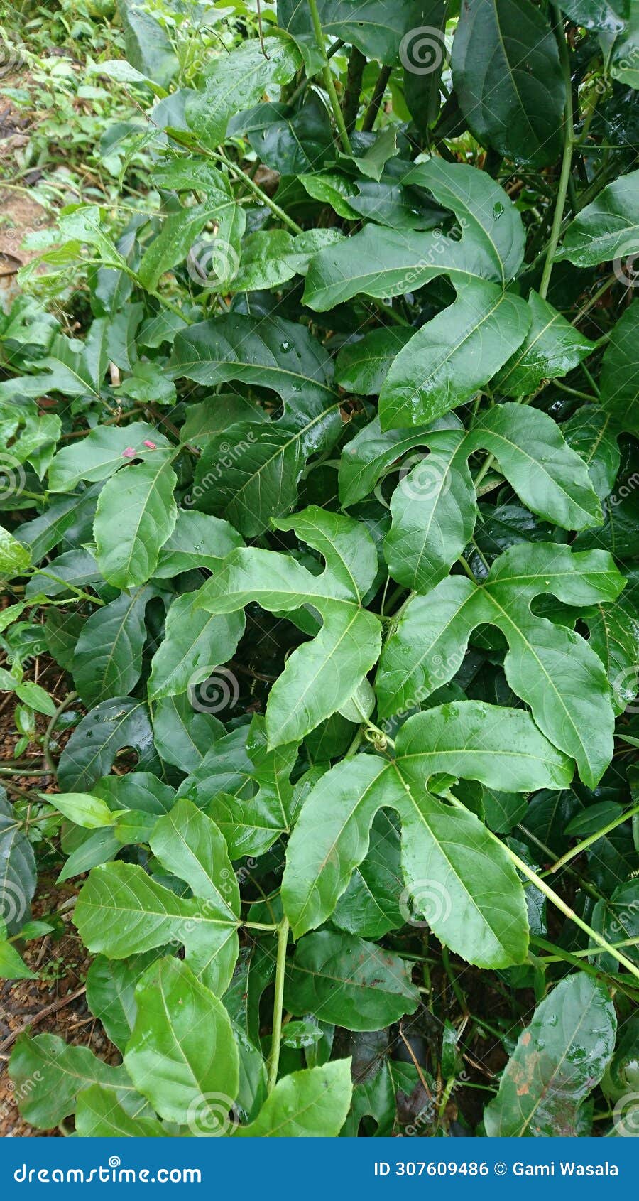 fasion fruits plant in sri lanka.