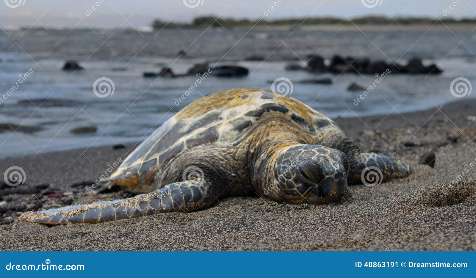 Hawaiansk havssköldpadda för strand. Hawaiansk havssköldpadda på en svartvit pepprad sandstrand på den stora ön av Hawaii, på den Kona kusten