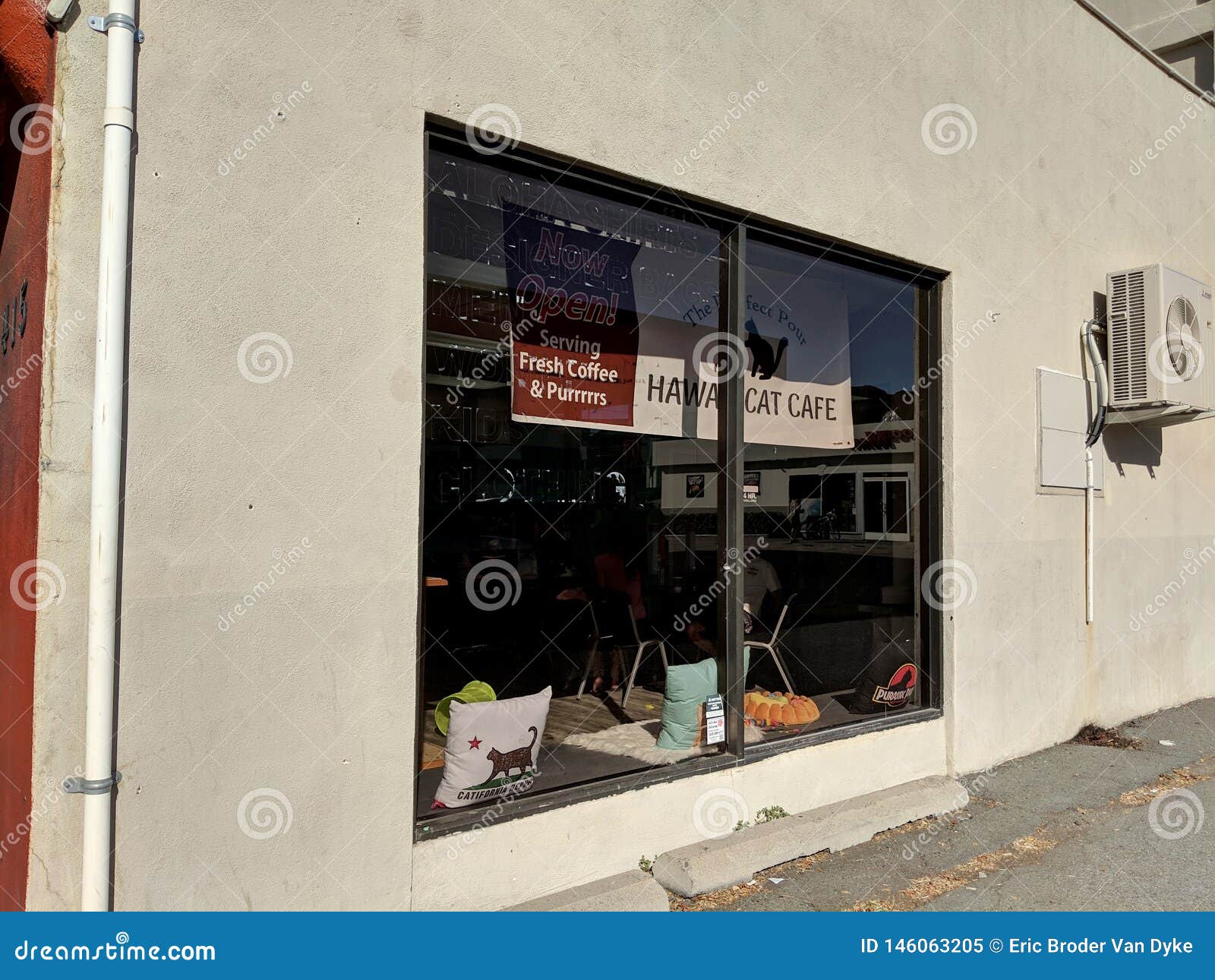  Hawaii Cat Cafe  editorial image Image of white domestic 