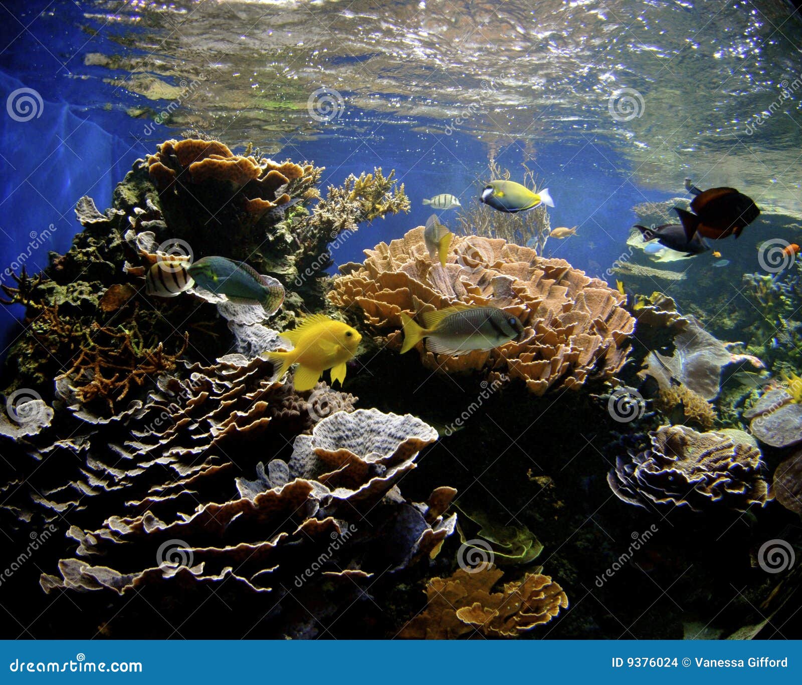 Hawaii Coral Reef stock photo. Image of grouper, adventure 9376024