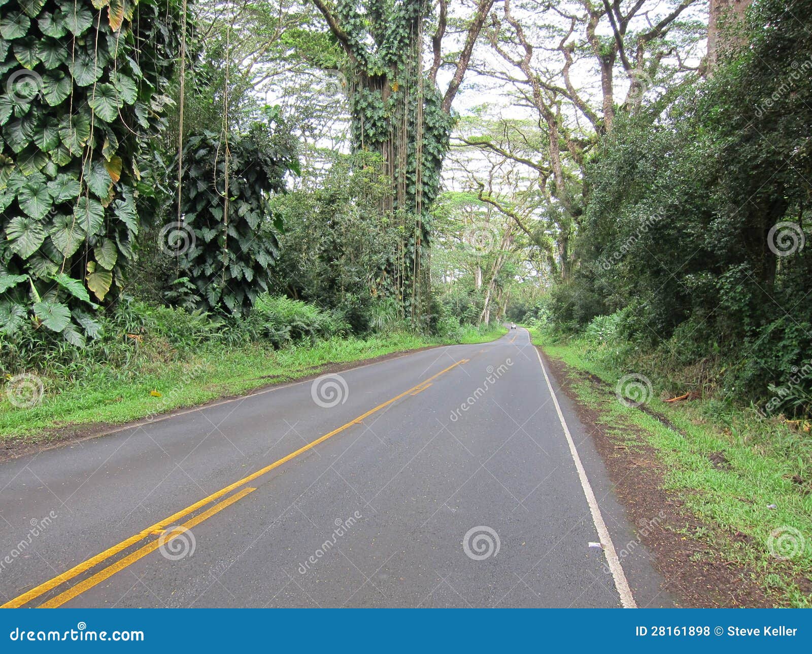 Hawaii jungle road stock photo. Image of park, ocean 28161898