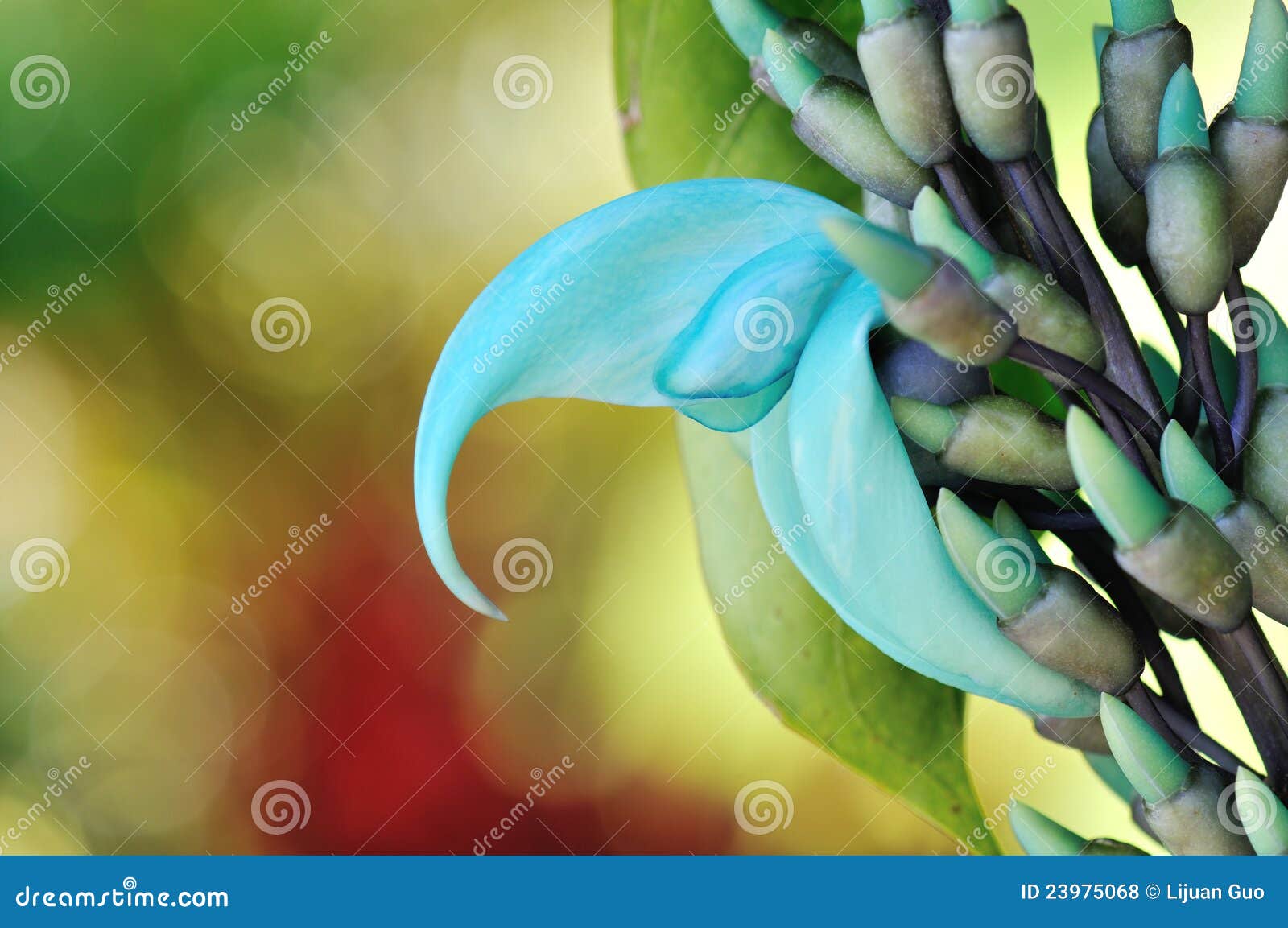 Hawaii Plants, Blue Jade Vine Stock Photo Image of tropical, hawaii