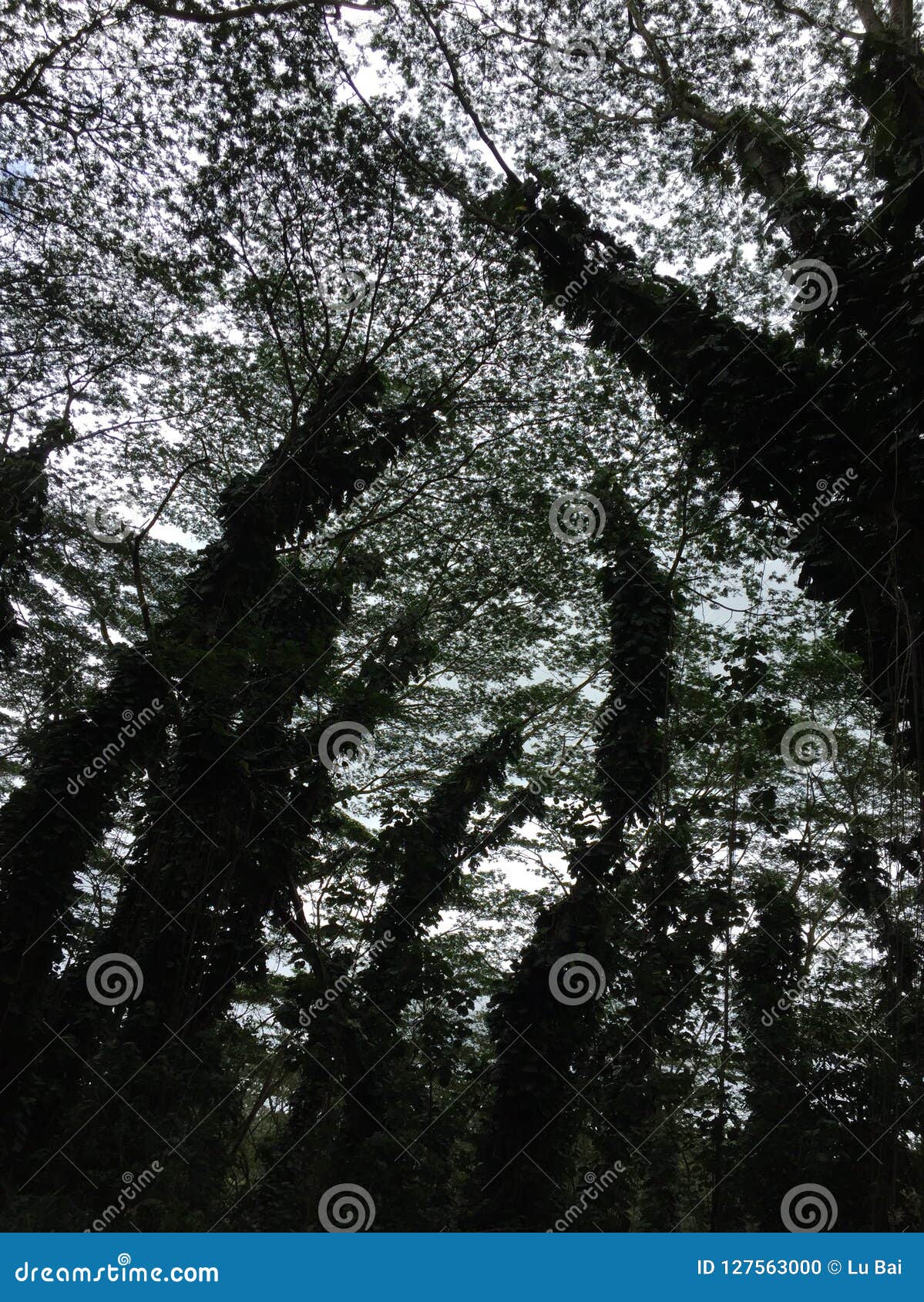 Hawaii trees in sky