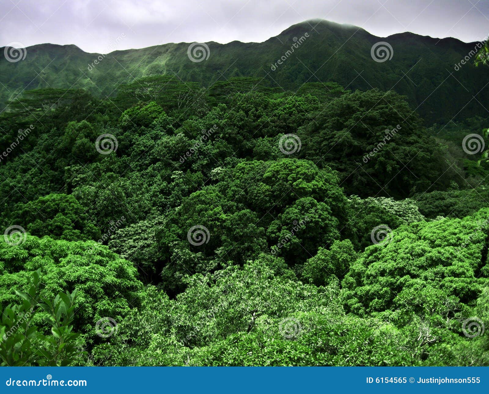 Hawaiian Canopy stock image. Image of forest, trees, tree 6154565