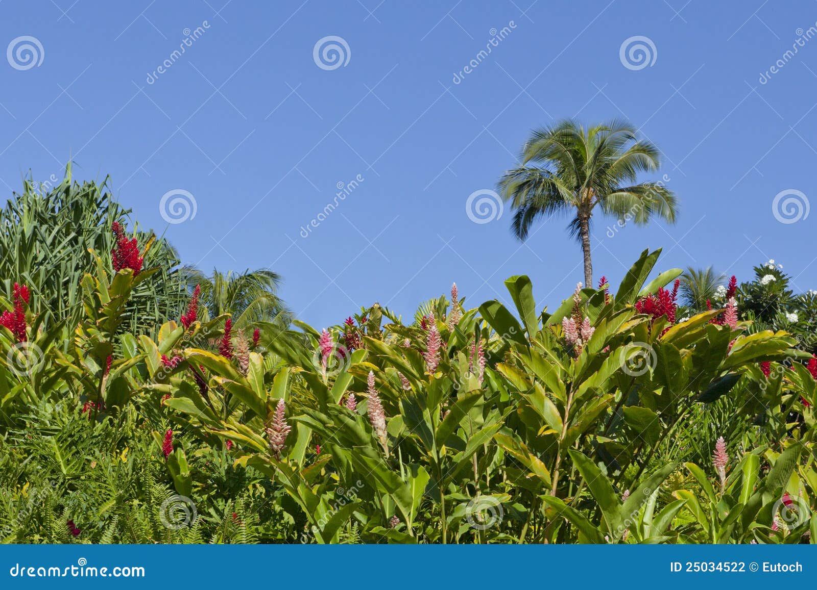 Hawaiian Ginger Garden stock photo. Image of green, pink 25034522