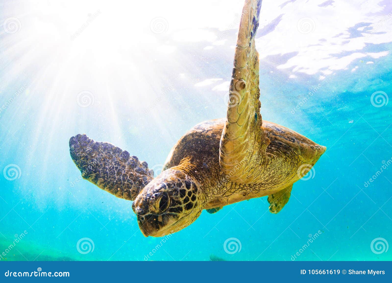 hawaiian green sea turtle cruising in the warm waters of the pacific ocean