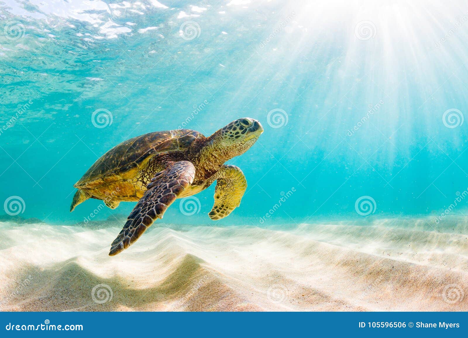 hawaiian green sea turtle cruising in the warm waters of the pacific ocean