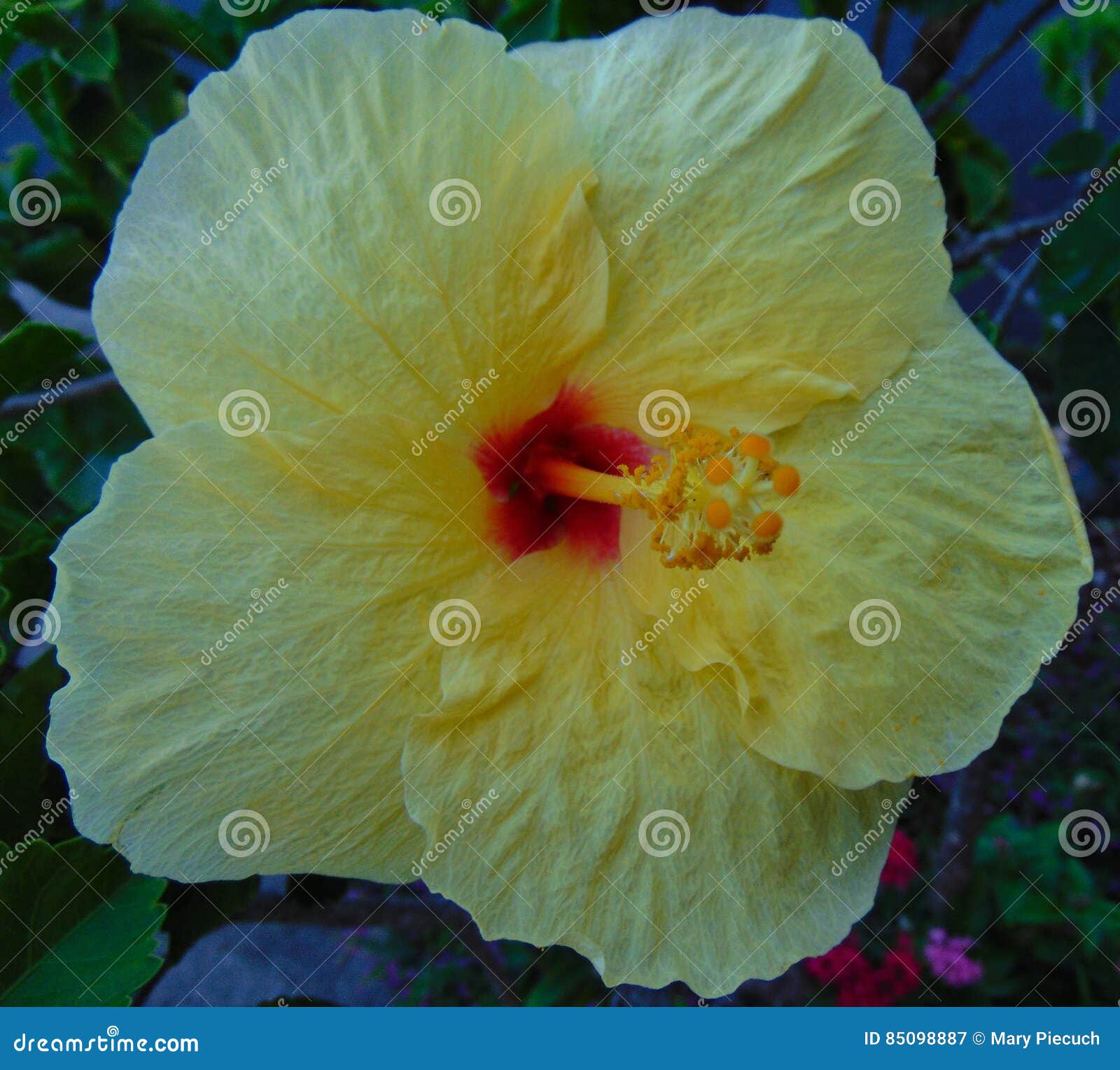 Hawaiian Hibiscus stock image. Image of tropical, floral 85098887