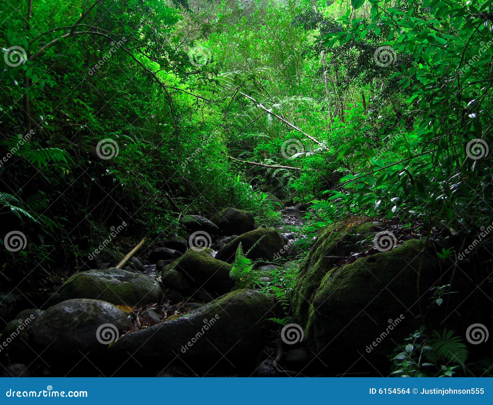 Hawaiian Jungle stock photo. Image of leaves, hawaiian - 6154564