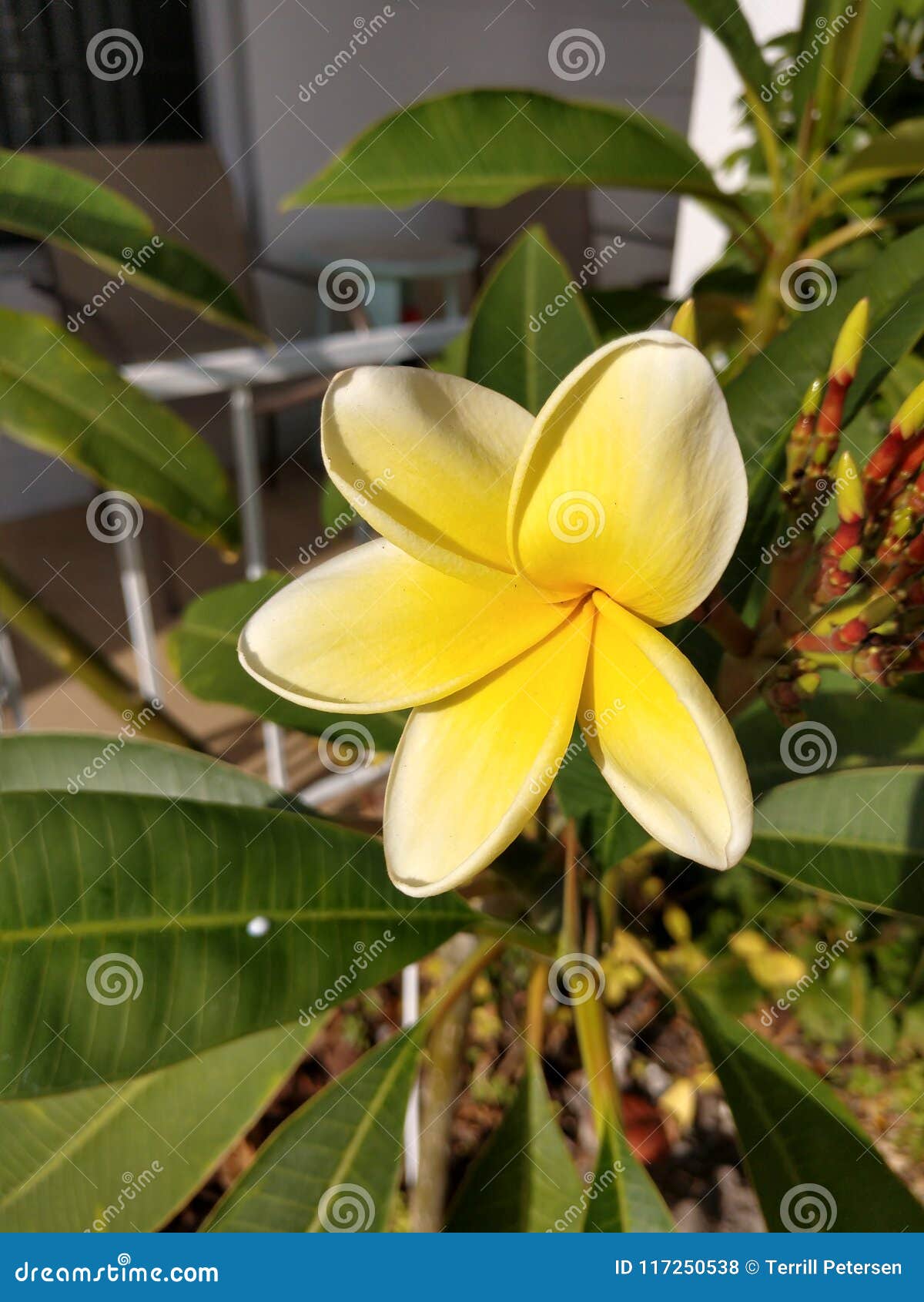 Hawaiian lei yellow flower stock photo. Image of hawaiian 117250538