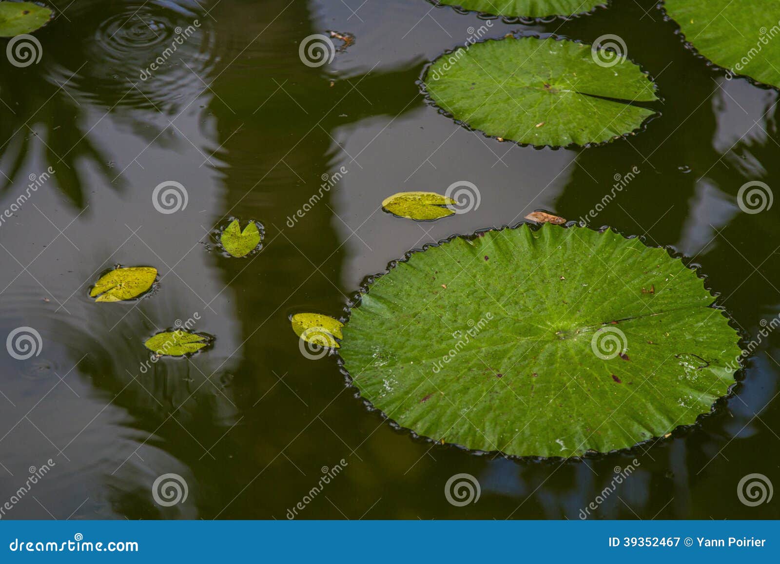 Hawaiian lily pad stock image. Image of park, plant, pond 39352467