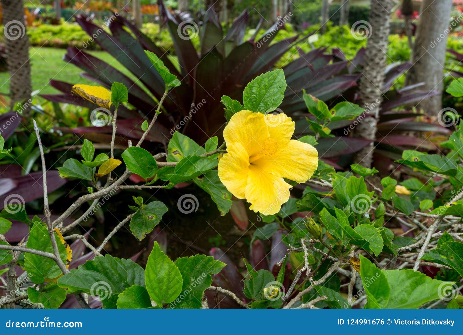 Hawaiian Palm Tree stock photo. Image of tourism, closeup 124991676