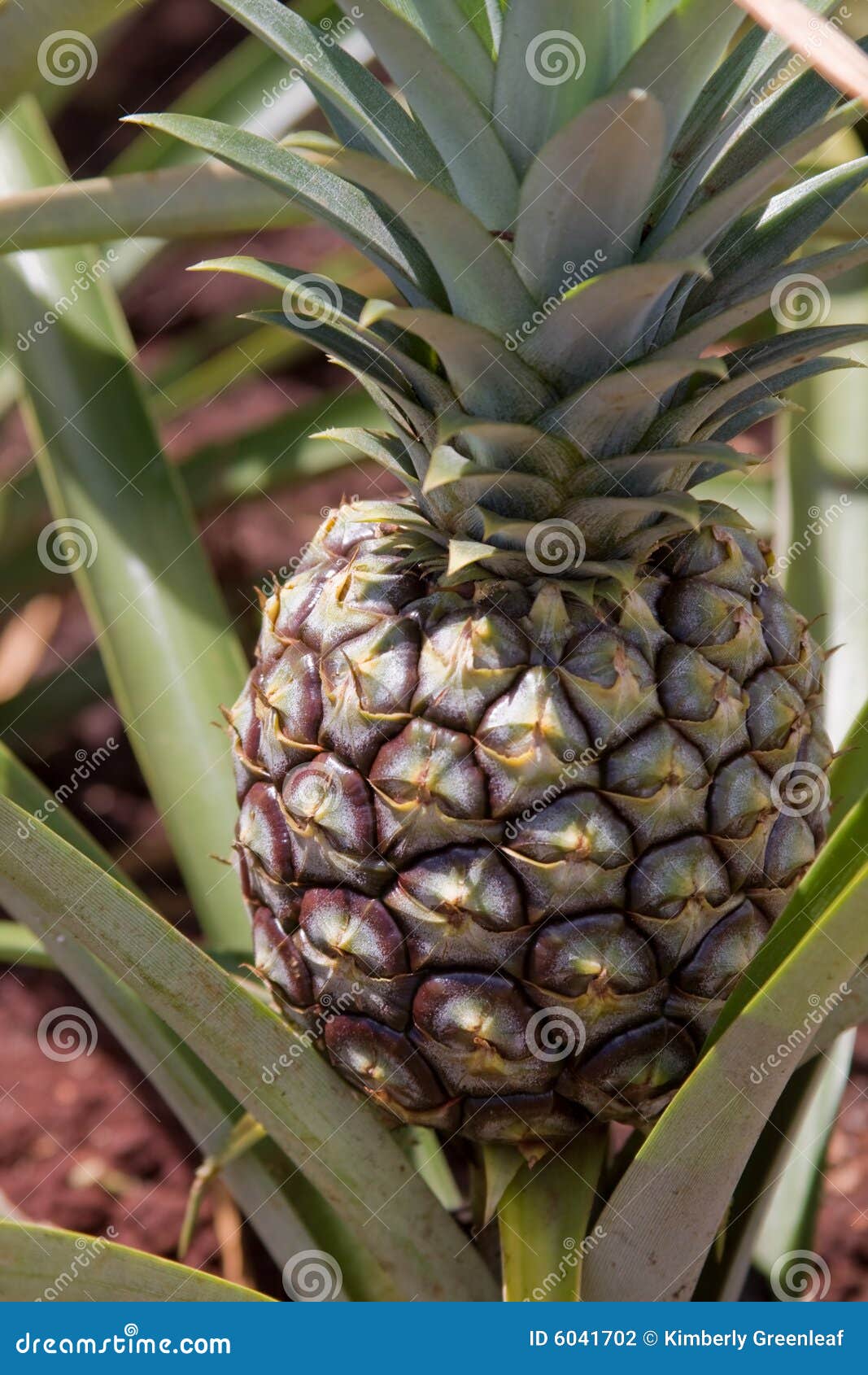 Hawaiian Pineapple Plant RoyaltyFree Stock Photography CartoonDealer