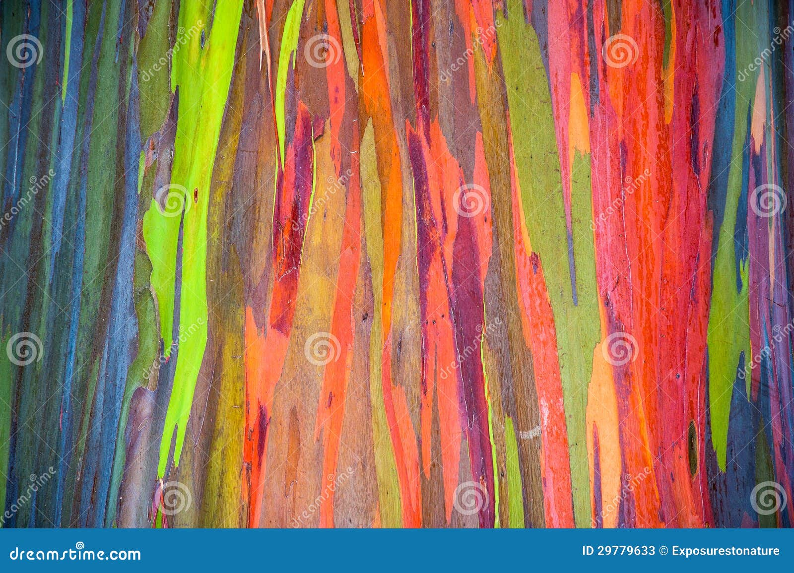 horizontal rainbow eucalyptus tree bark