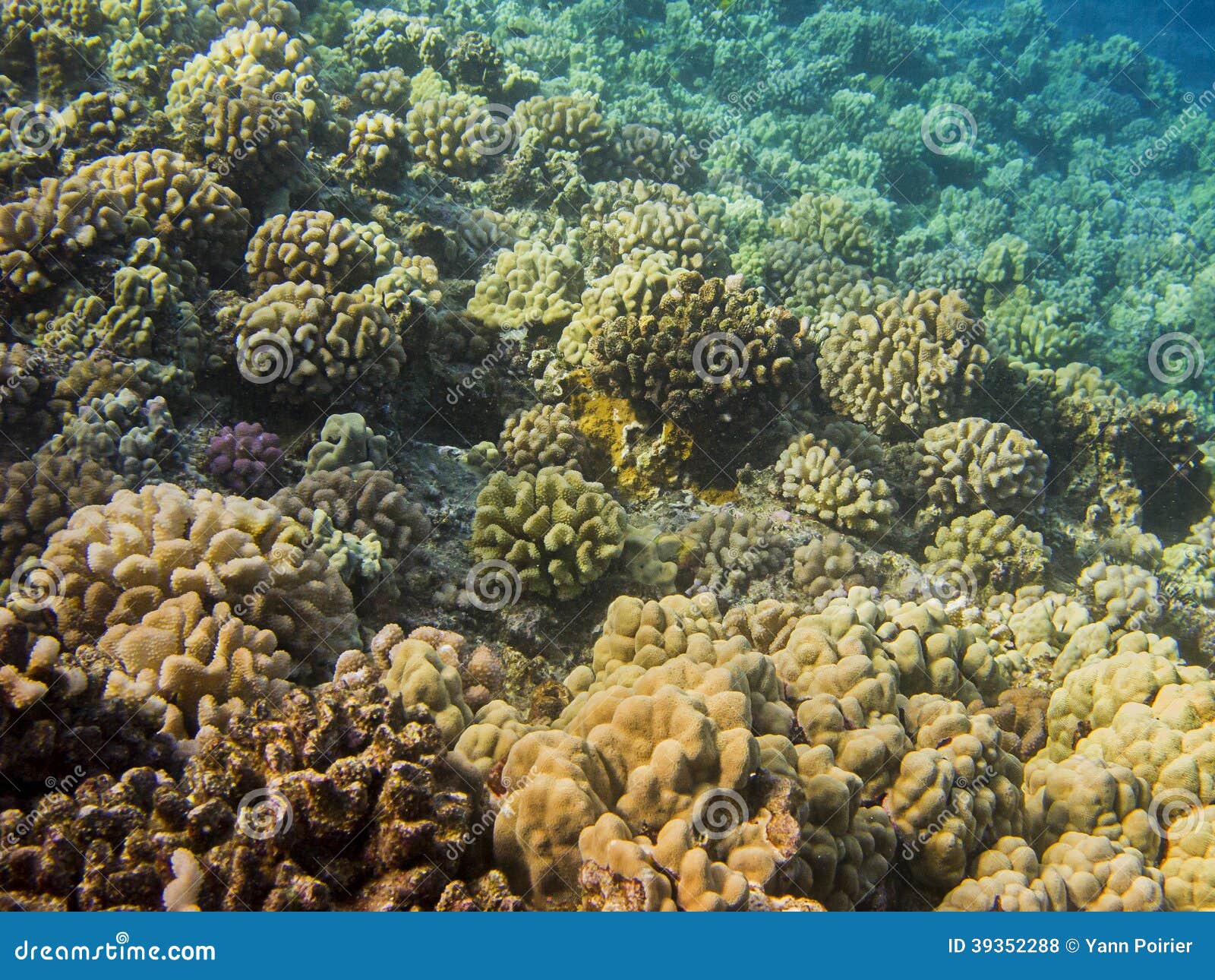 Hawaiian reef stock photo. Image of aquatic, ocean, coral - 39352288