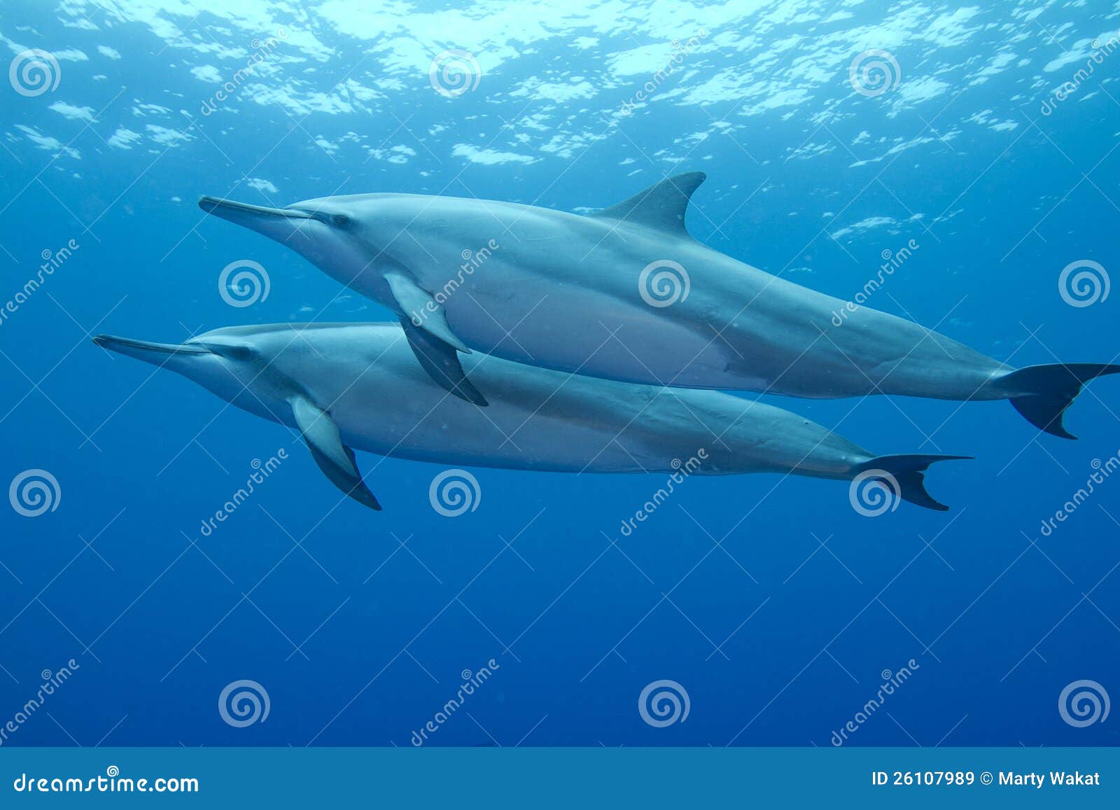 spinner dolphin spinner dolphin