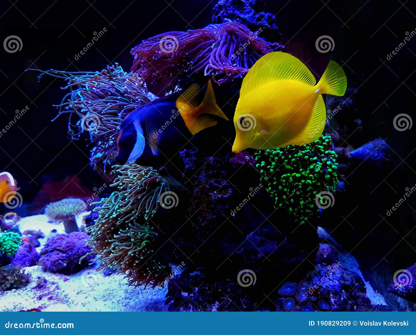 hawaiian yellow tang fish - zebrasoma flavescens