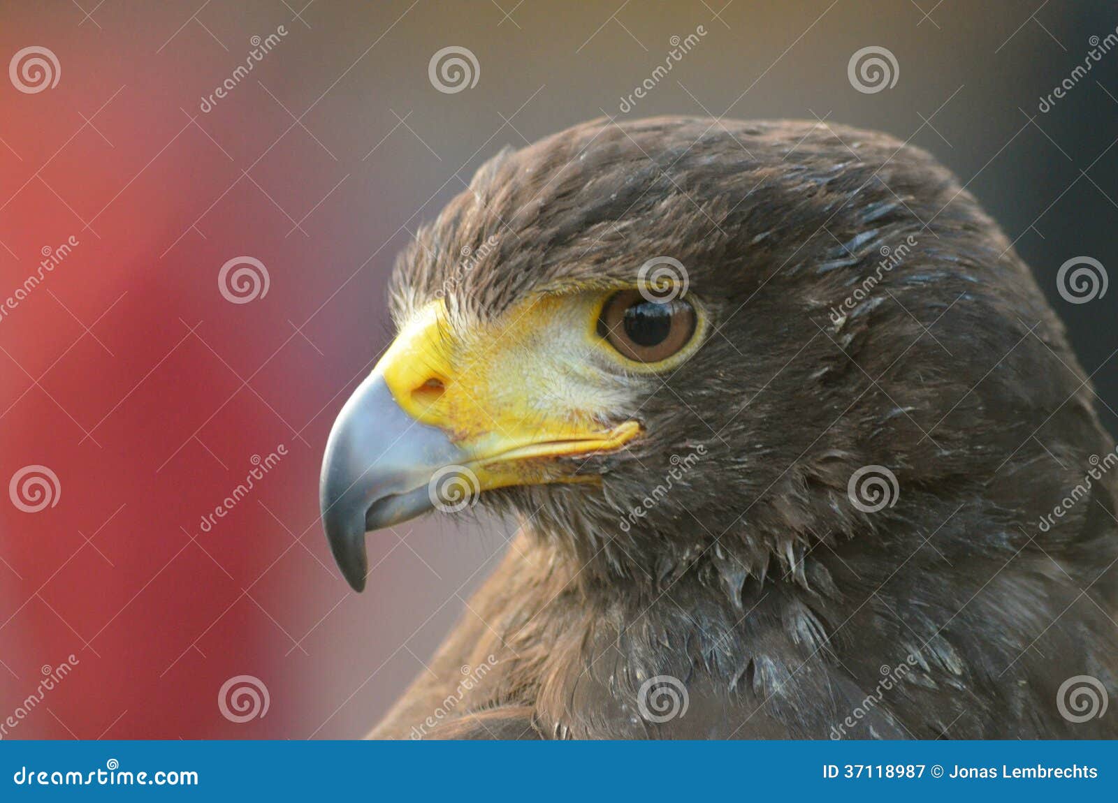 Hawk stock image. Image of hawk, eyes, tail, bird, harris 37118987