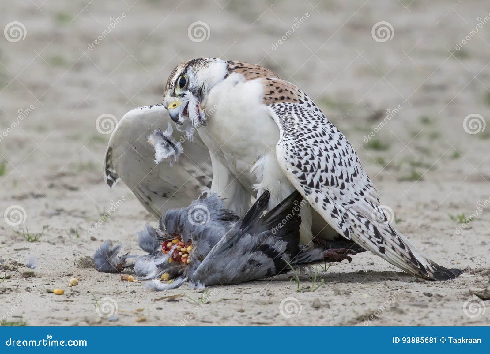 A hawk eating a dove stock image. Image of nature, wildlife 93885681