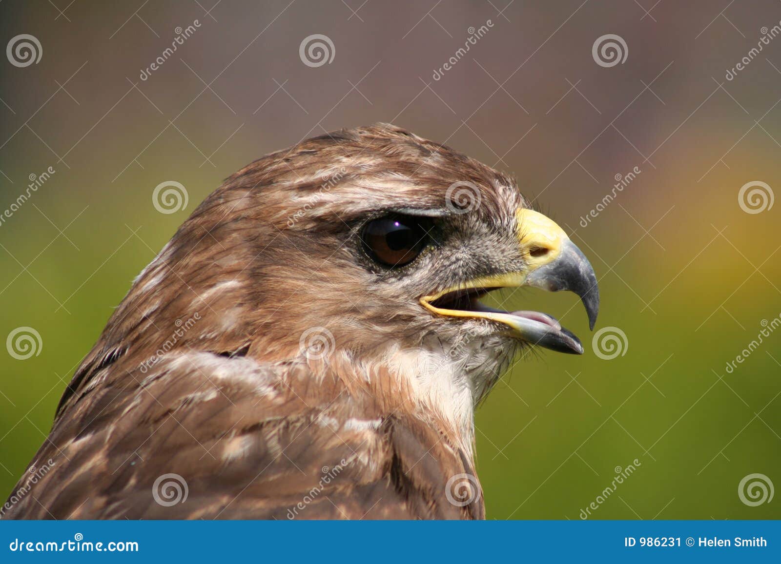 Hawk Eye stock image. Image of falconry, hobby, sharp, beak 986231
