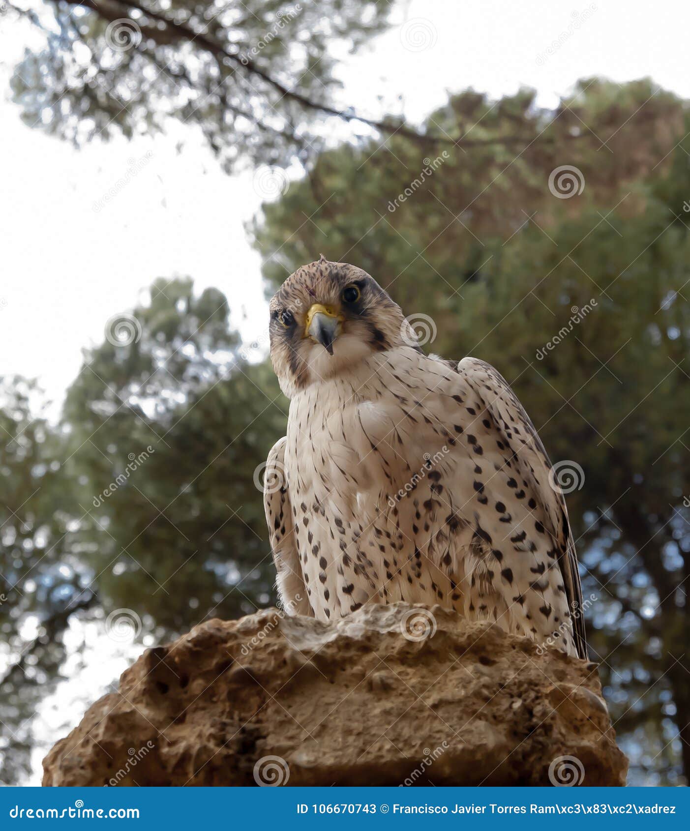 a hawk falco peregrinus on a stone