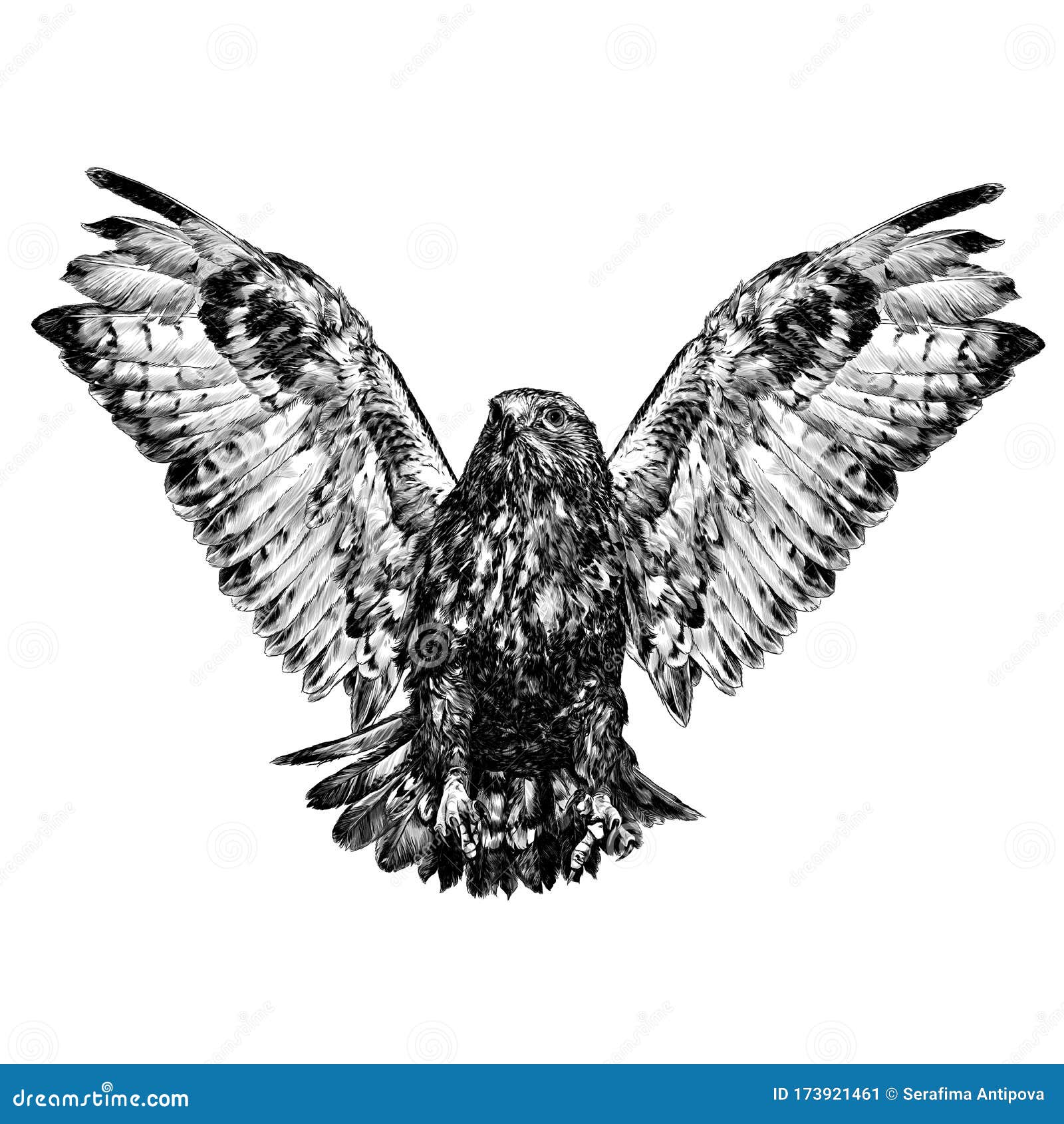 hawk in flight with spread wings and clawed paws in front