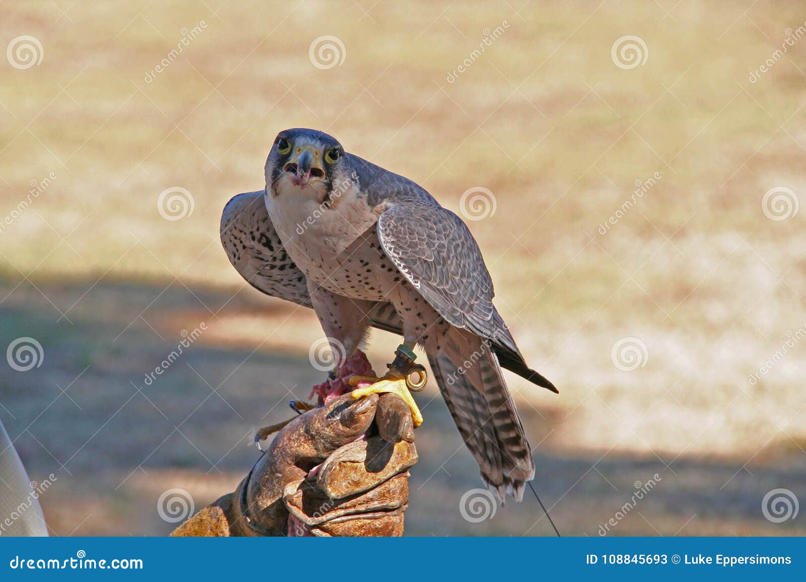Hawk Looking at the Camera and Making Funny Face Stock Image Image of