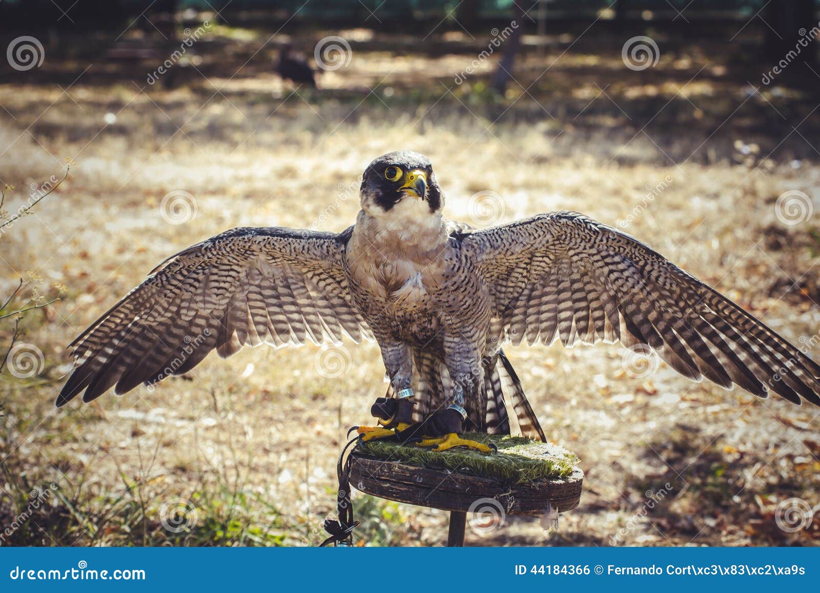 Hawk, O Falcão De Peregrino Com Asas Abertas, Pássaro Da ...