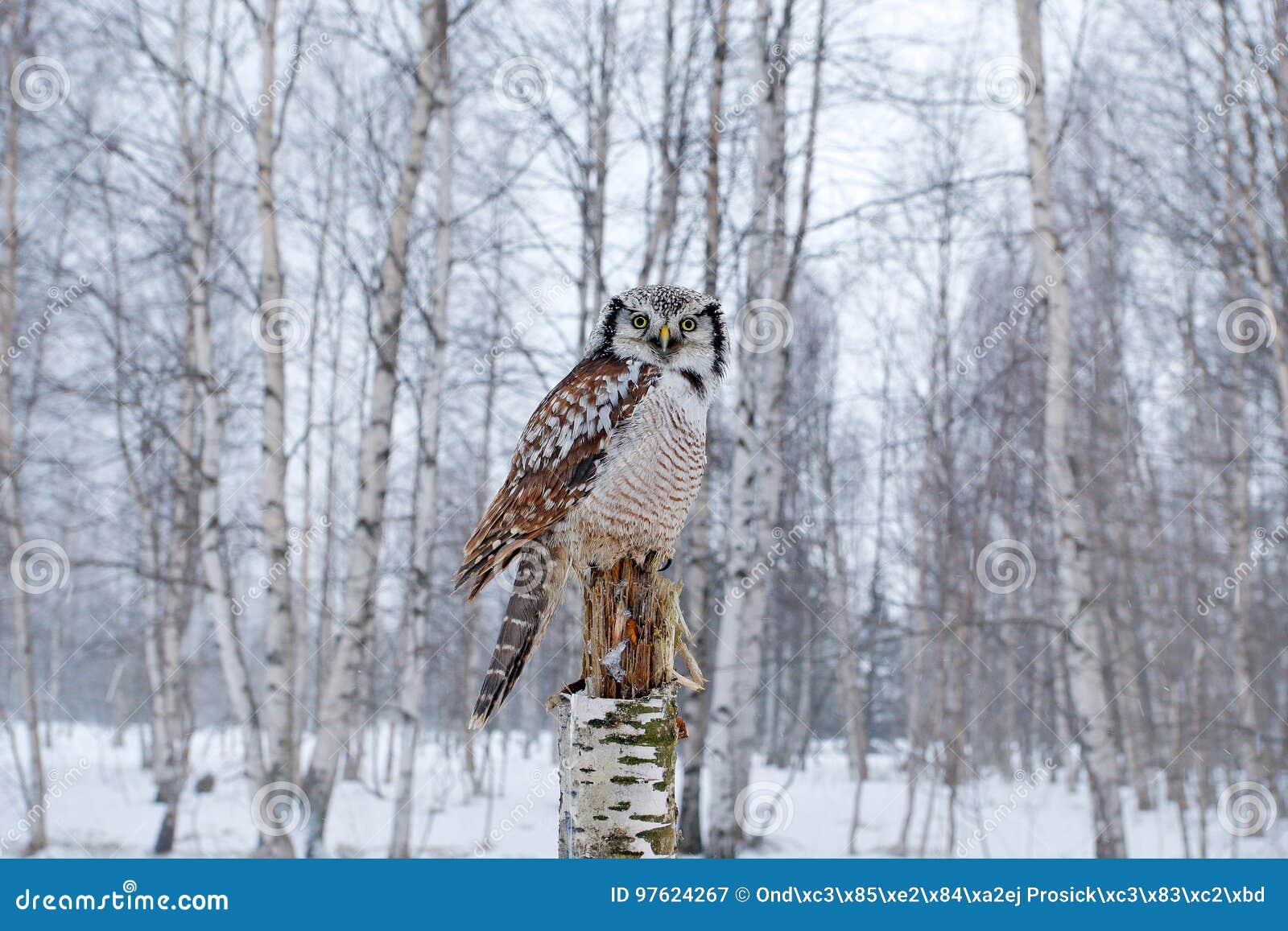 hawk owl in nature forest habitat during cold winter. wildlife scene from nature. birch tree forest with bird. owl, snow finland.