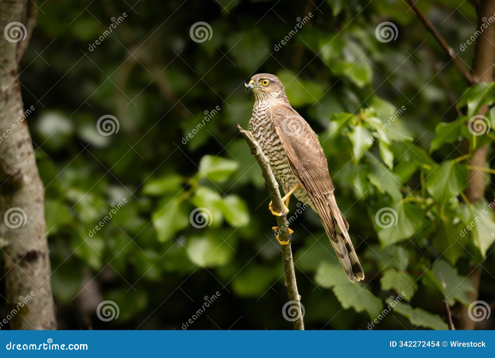 hawk perched among green foliage.
