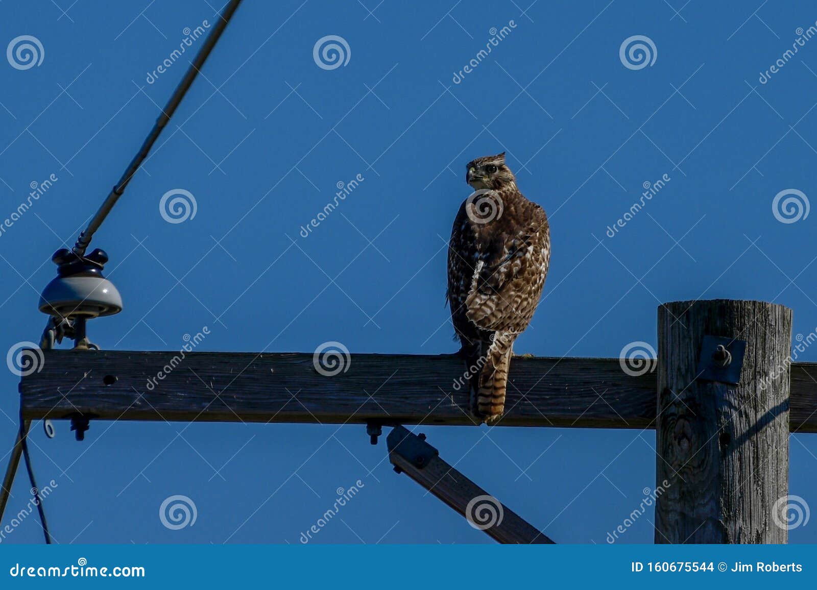 A Hawk Perched on a Telephone Pole Stock Photo - Image of fall, october ...