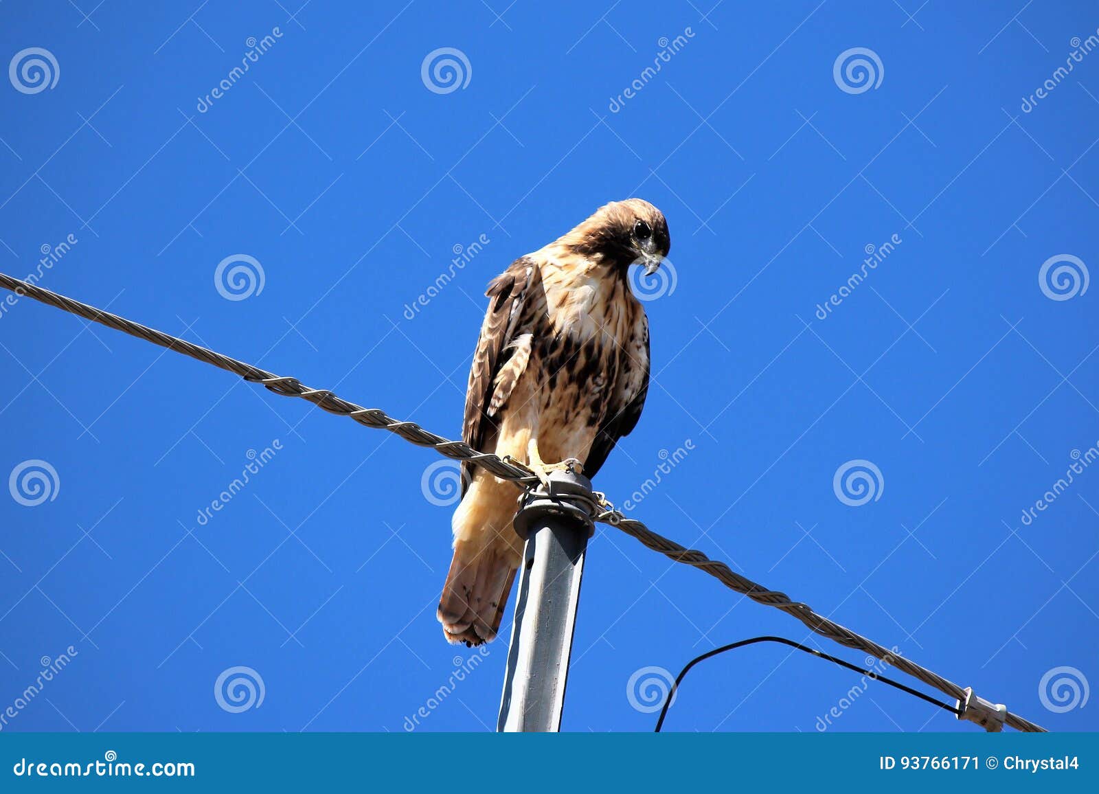 Hawk stock image. Image of bird, feathers, blue, hawk - 93766171
