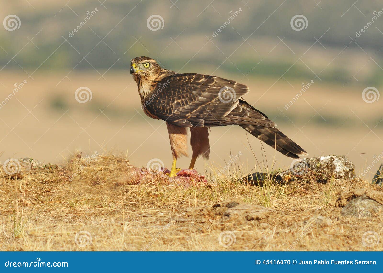 Hawk Poses with Food in the Field Stock Photo Biology Diagrams