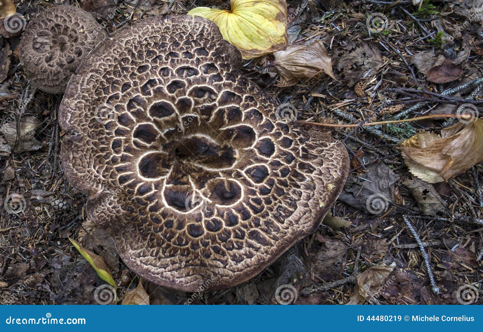 Hawk s Wing mushrooms stock image. Image of shingled - 44480219