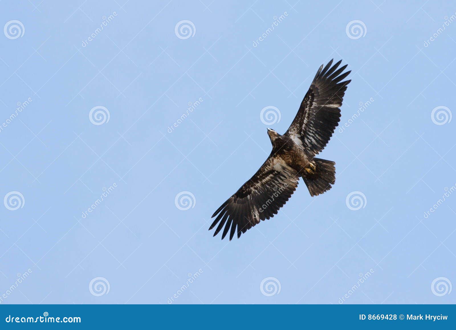 hawk soaring
