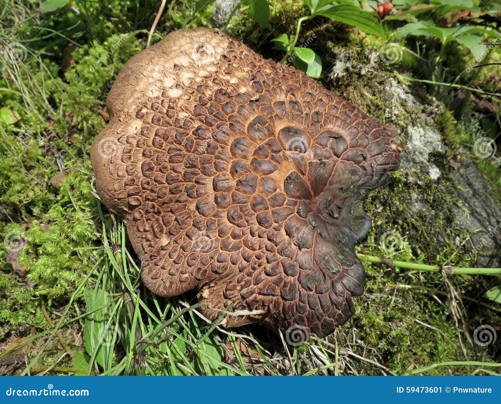 Hawk Wing Mushroom - Sarcandon Imbricatum Stock Image - Image of wing