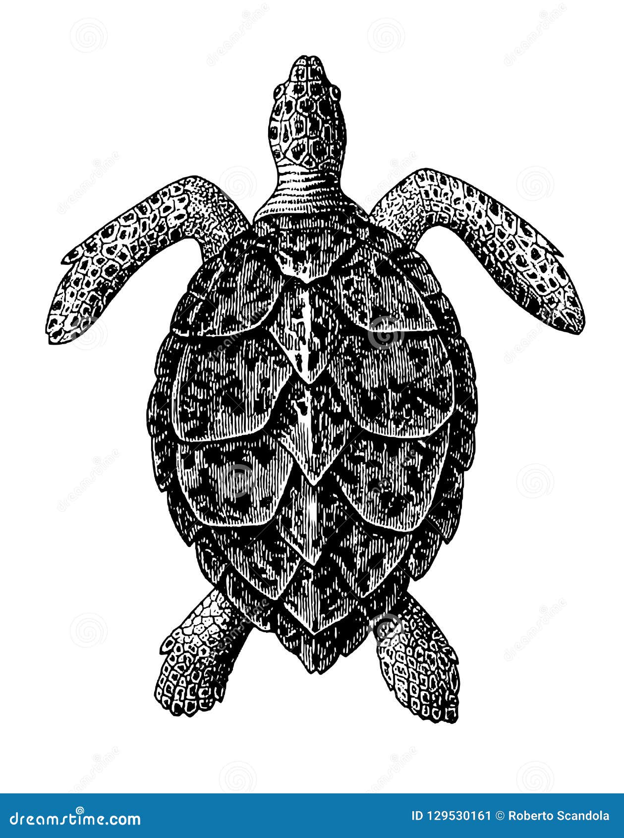 hawksbill sea turtle engraving vintage 