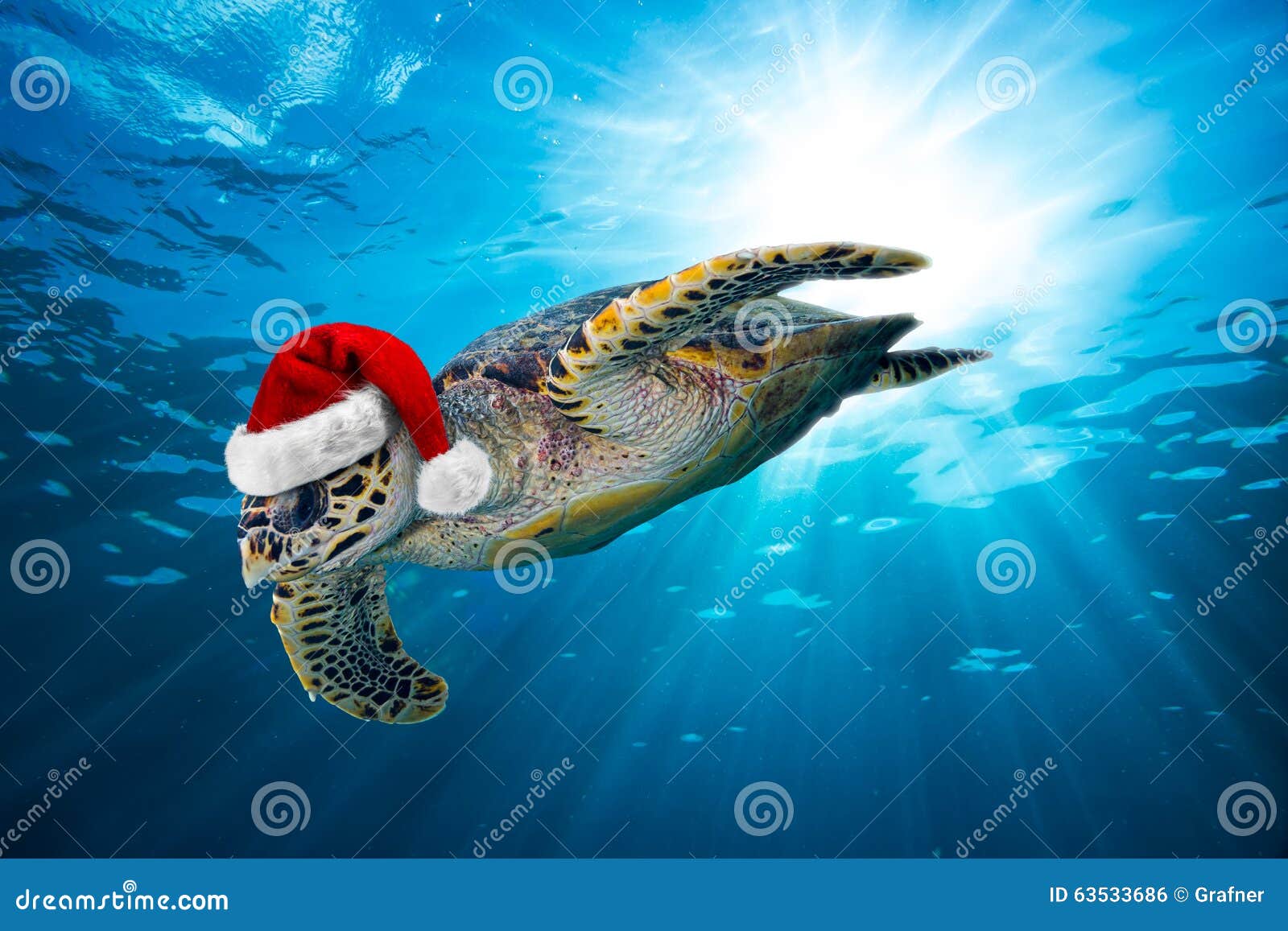 Hawksbill Sea Turtle with Santa Hat Stock Photo - Image of reflection