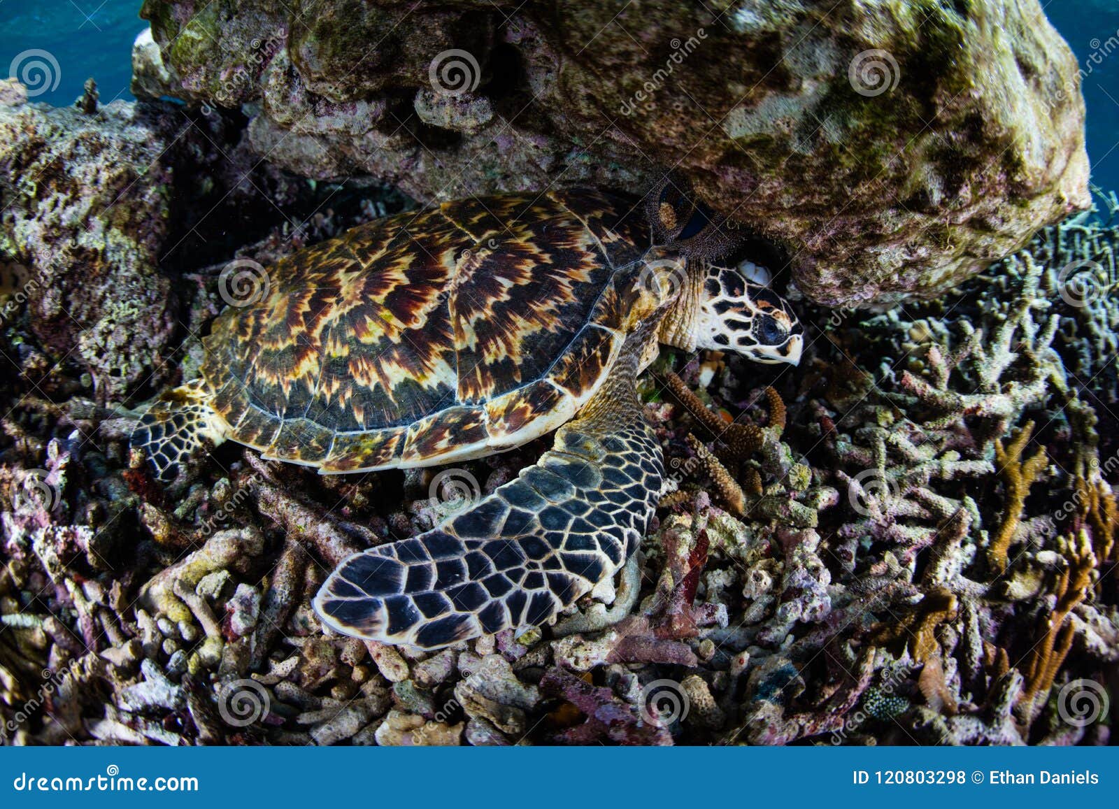 Hawksbill Sea Turtle Sleeping on Reef Stock Photo - Image of endangered
