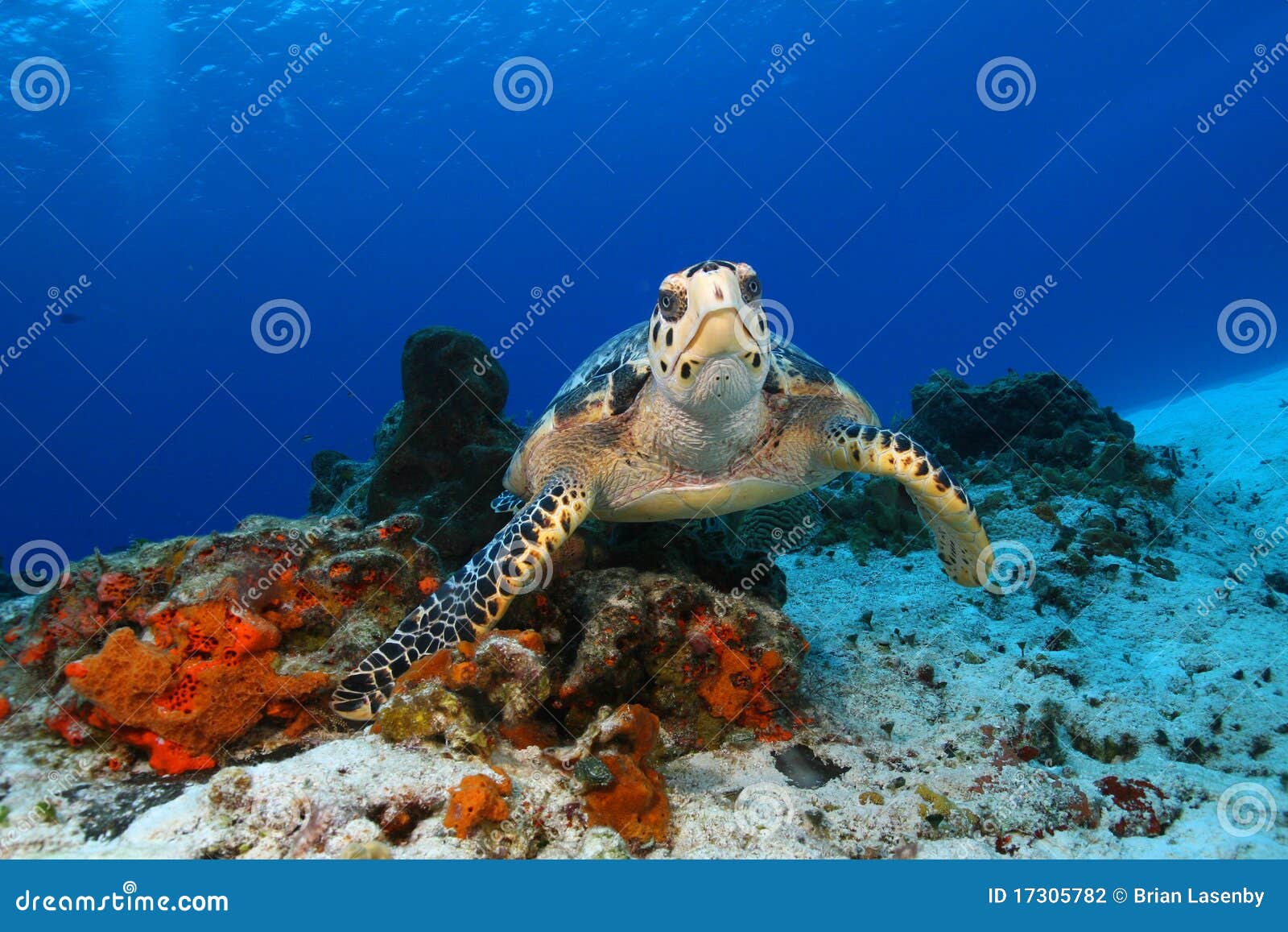 hawksbill turtle - cozumel, mexico