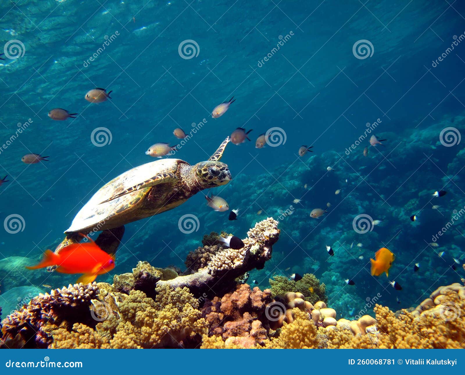 Hawksbill Turtle - Eretmochelys Imbricata. Stock Image - Image of ...