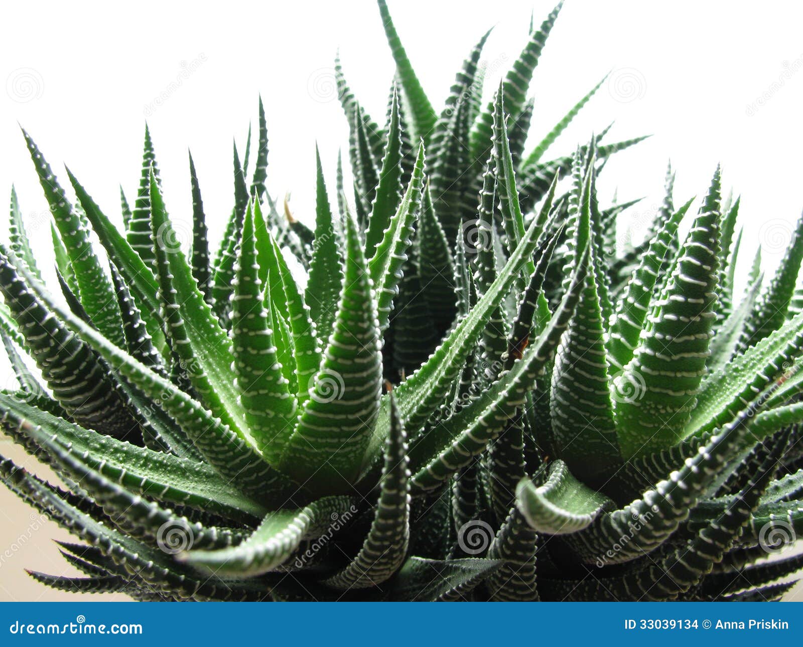 Miniatuurhaworthia met scherpe groene bladeren