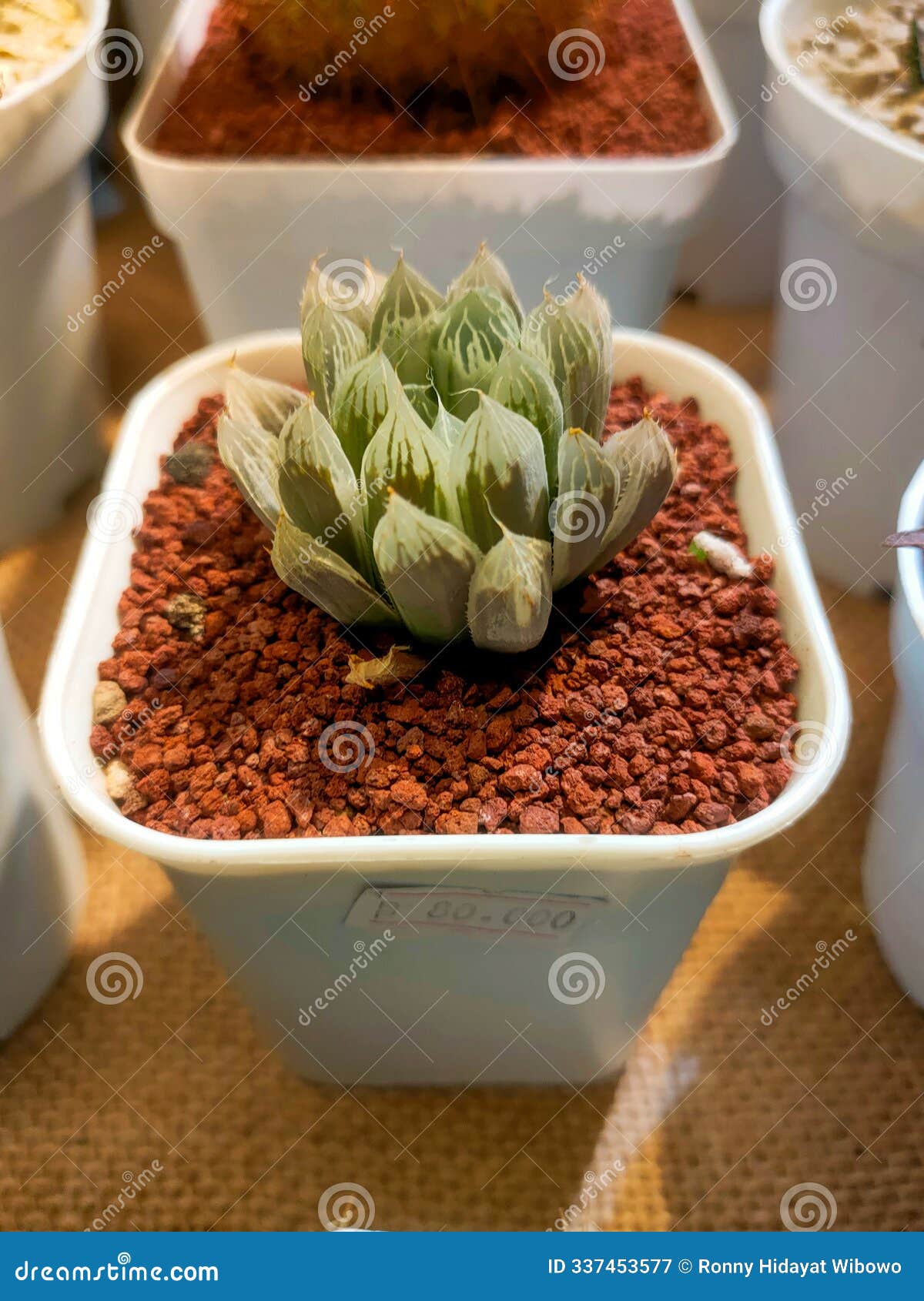 haworthia cooperi cactus plant, starting to grow very artistically, the leaves will be transparent when illuminated.